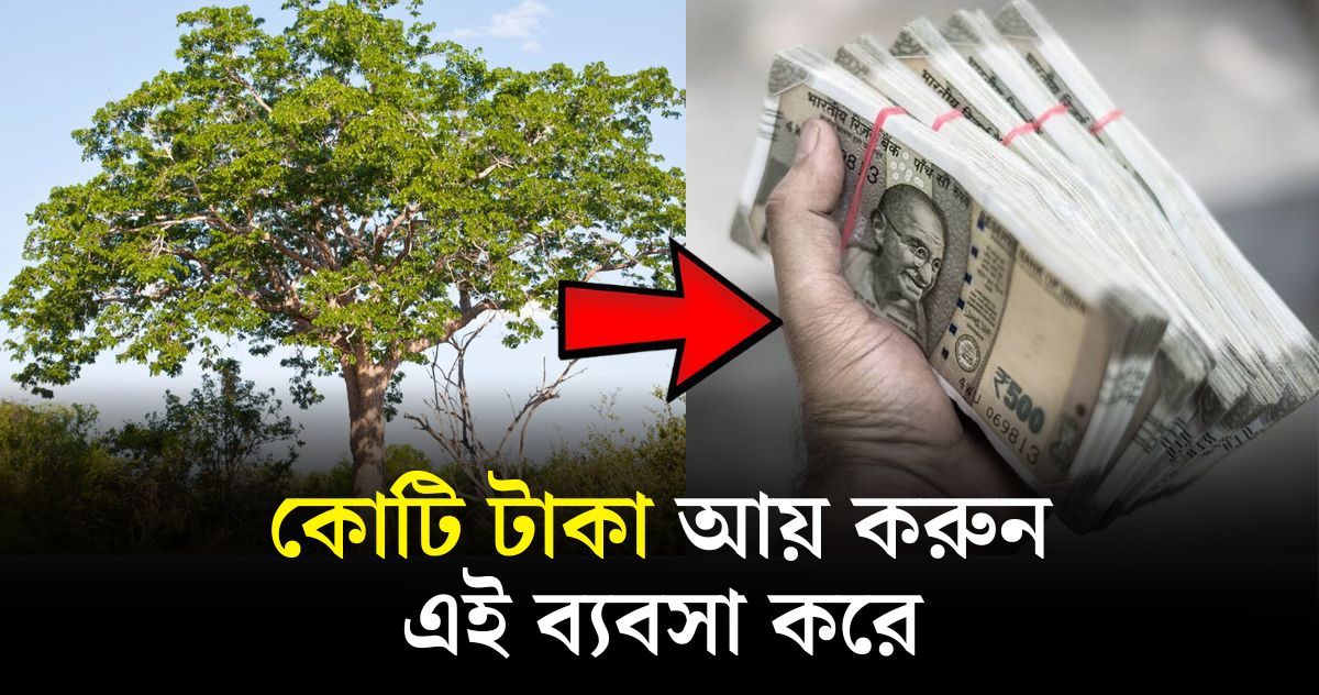 Business Idea Earn crores of rupees by mahogany tree business