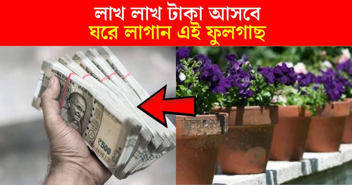 Millions of money will come, plant Aparajita flower plant at home