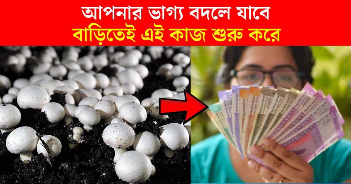 business idea Money Making Tips Your luck will change by starting mushroom cultivation at home